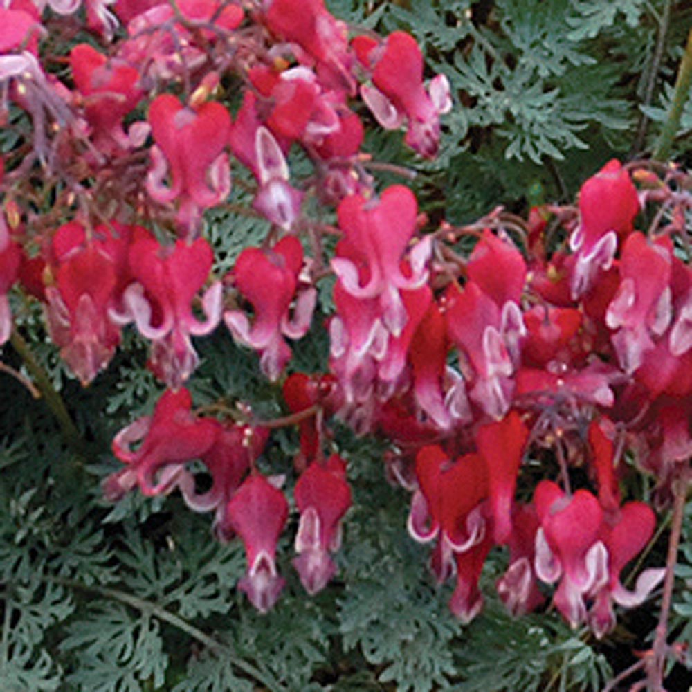 Dicentra formosa 'Fire Island' White Flower Farm