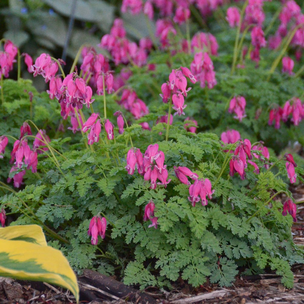 Dicentra 'King of Hearts' White Flower Farm