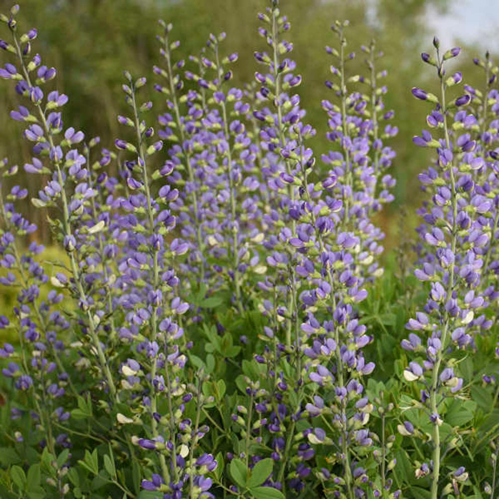 Baptisia Decadence® Deluxe 'Blue Bubbly' 