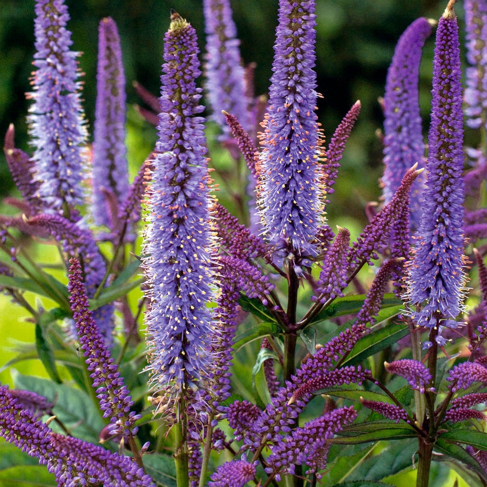 Veronicastrum virginicum 'Cupid'