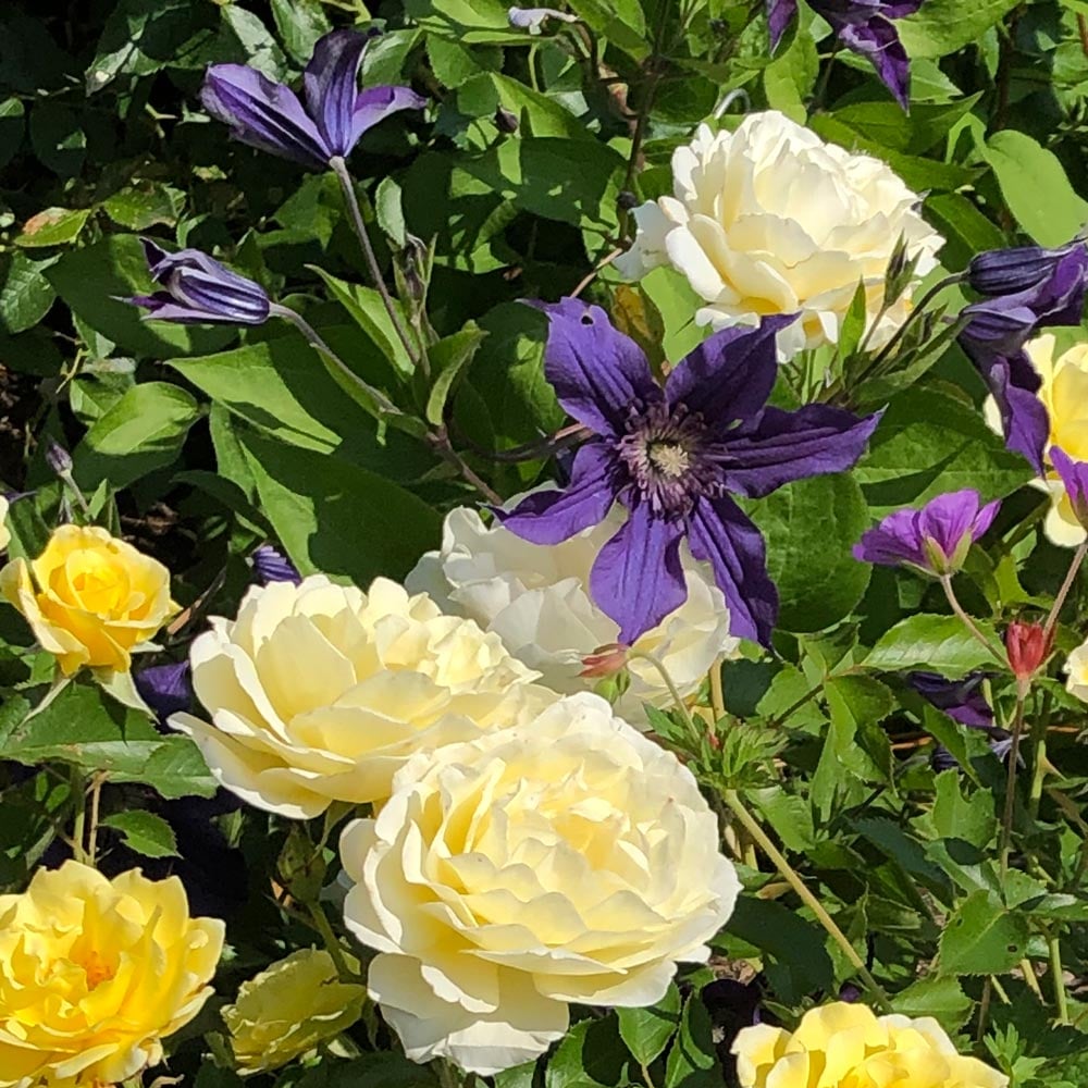 Kindred Spirits Rose & Clematis Duo