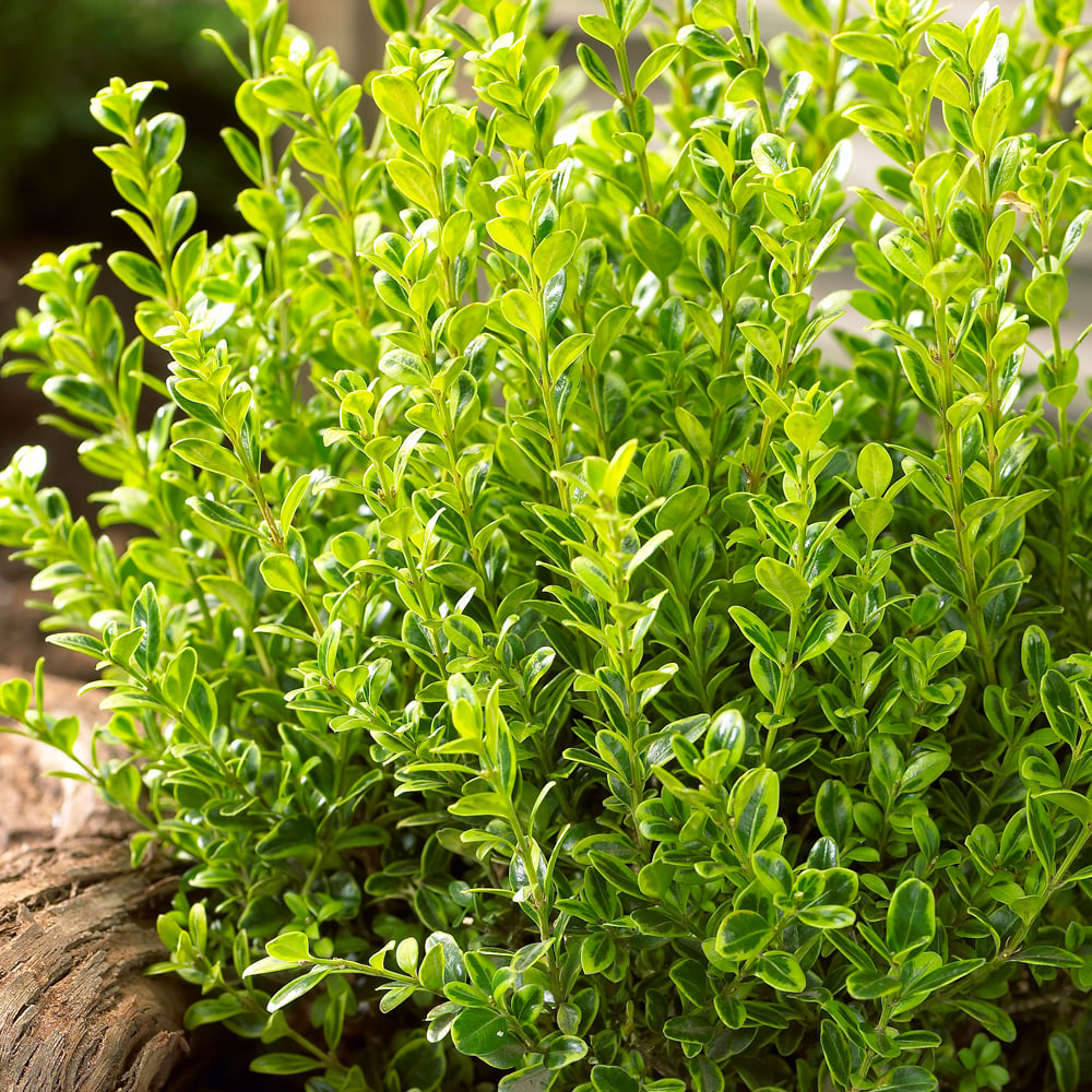 Buxus microphylla 'Golden Dream'