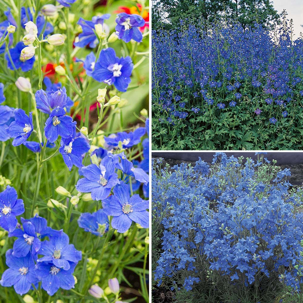 Waves of Blue Delphinium Trio