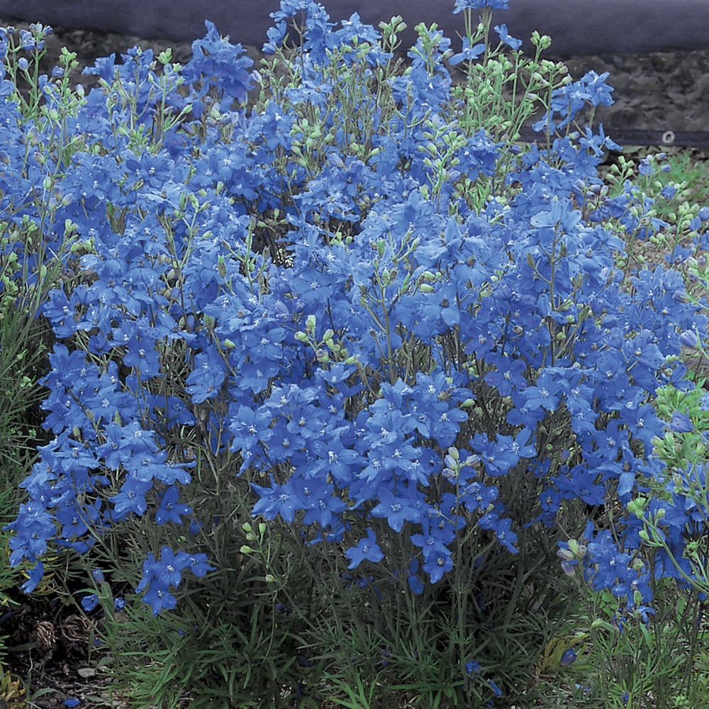 Delphinium grandiflorum 'Blue Mirror'