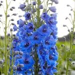  Delphinium elatum 'Royal Aspirations'