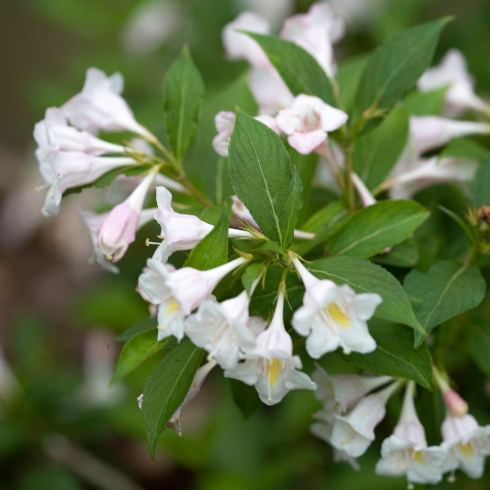 Sonic Bloom® Pure Pink Weigela, White Oak Gardens