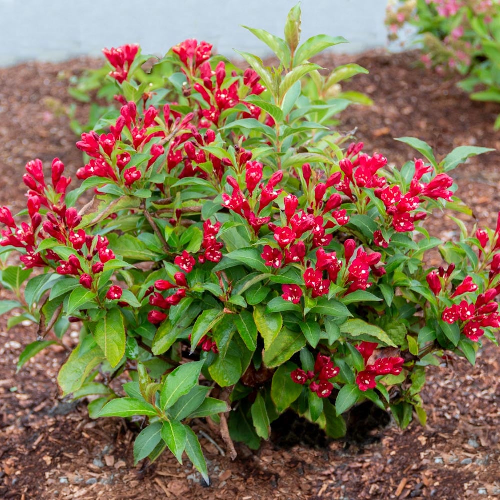 Weigela Maroon Swoon®