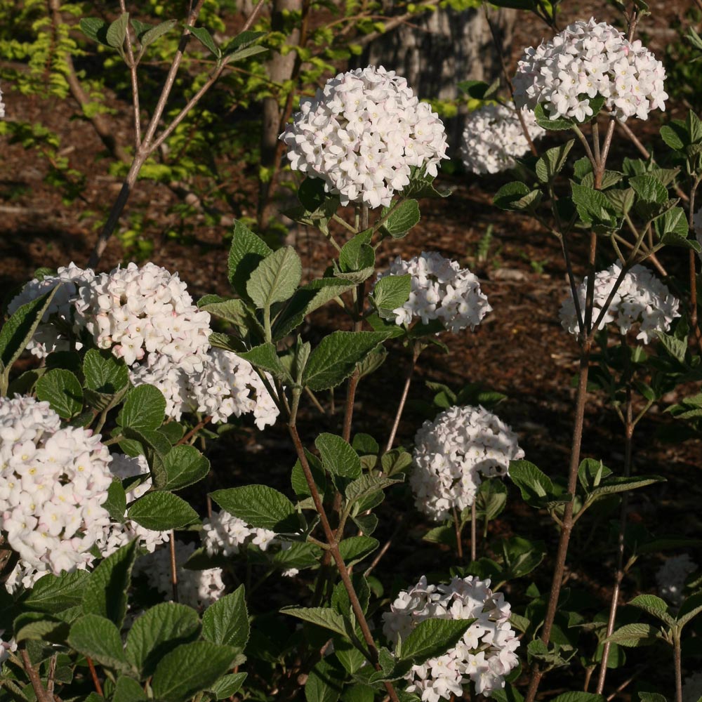 Viburnum carlesii Spice Baby™ White Flower Farm