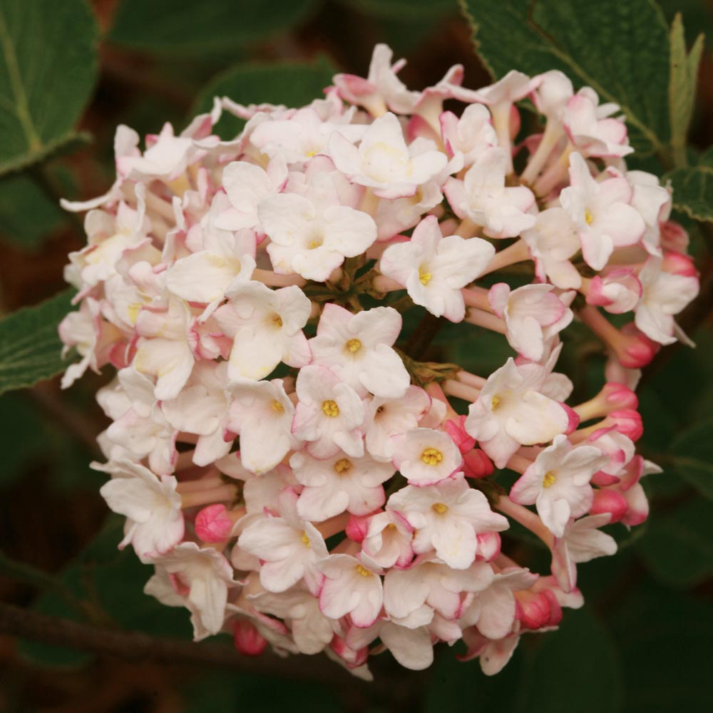 Viburnum carlesii Spice Baby™ White Flower Farm