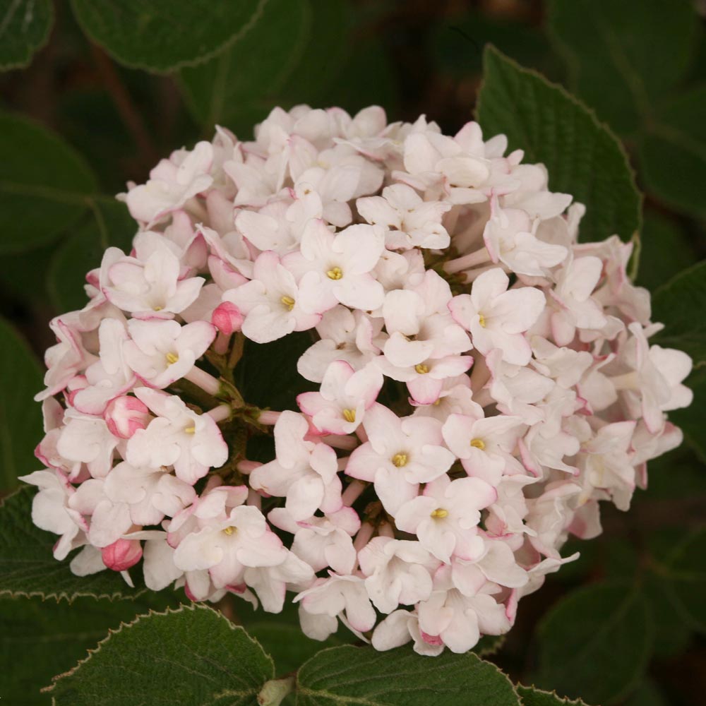 Viburnum carlesii Spice Baby™ White Flower Farm