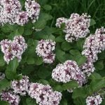  Syringa Baby Kim®