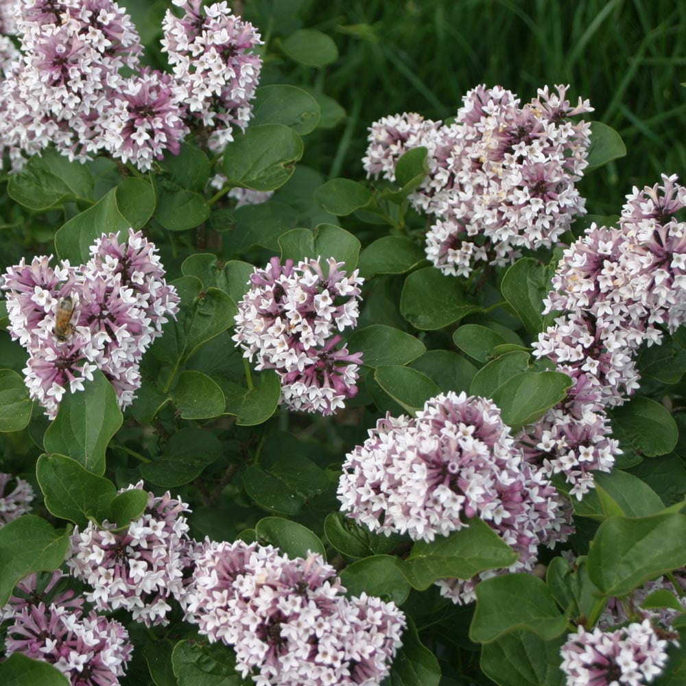 Syringa Baby Kim®