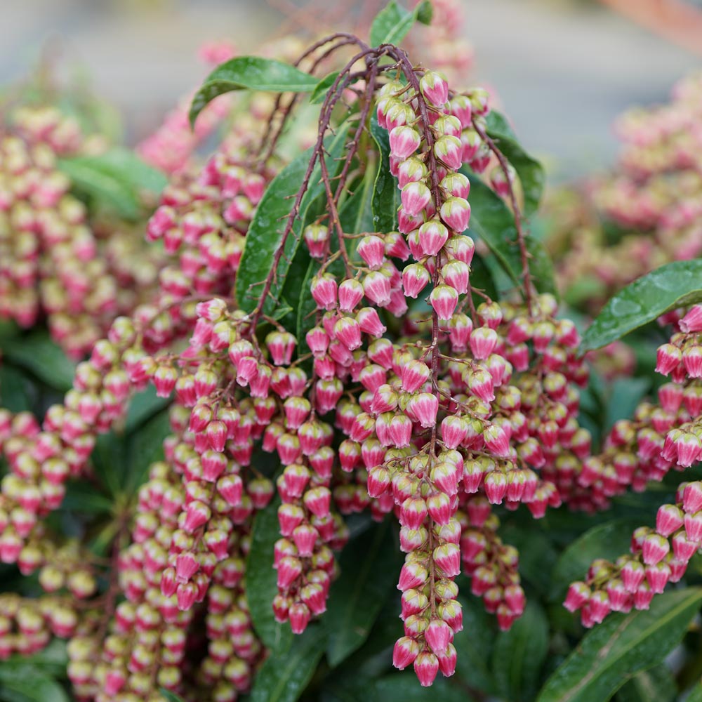 Pieris japonica Interstella®