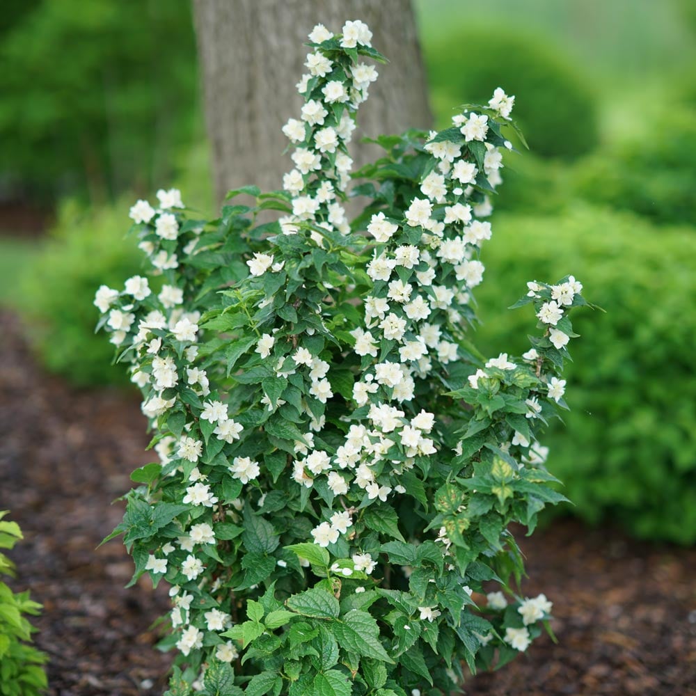 Philadelphus coronarius Illuminati Tower®