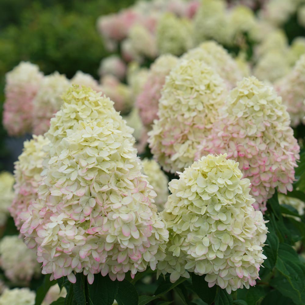 Hydrangea paniculata Limelight Prime®