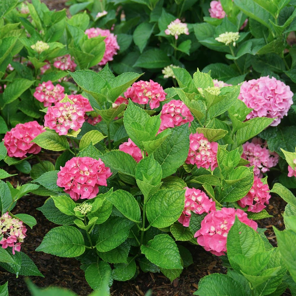 Hydrangea macrophylla Let's Dance Big Band®