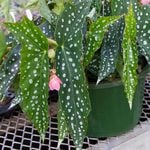  Begonia 'My Special Angel'
