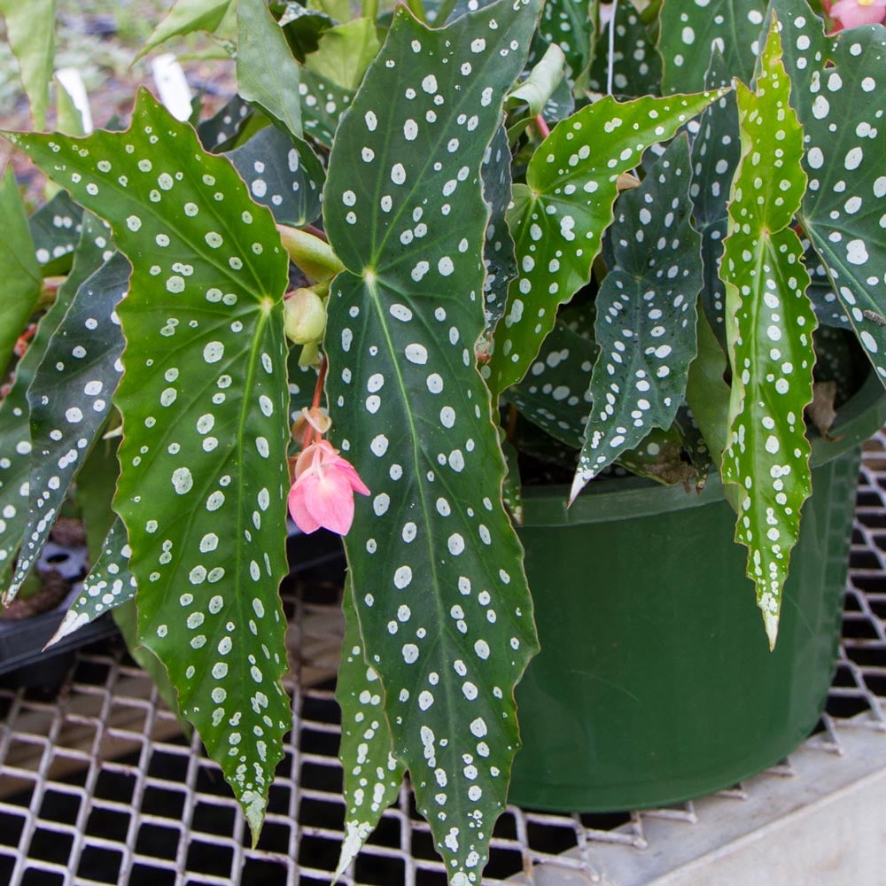 Begonia 'My Special Angel'