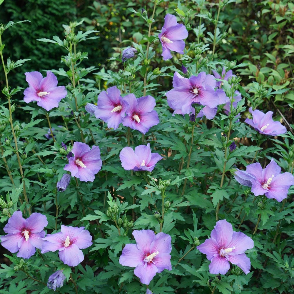 Hibiscus Paraplu Violet®