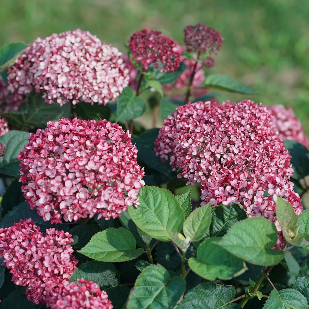 Hydrangea arborescens Invincibelle Garnetta® - 1 gallon pot