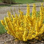  Forsythia Show Off® Sugar Baby®