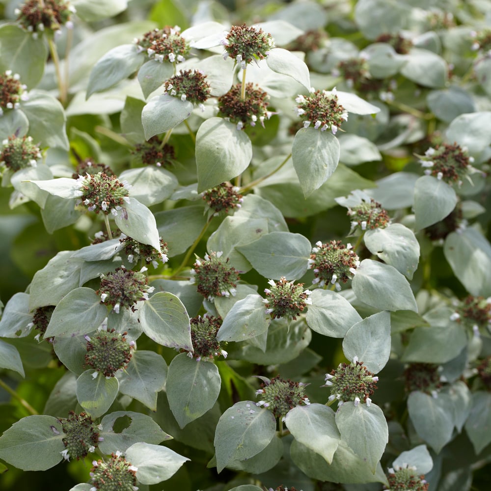 Pycnanthemum muticum