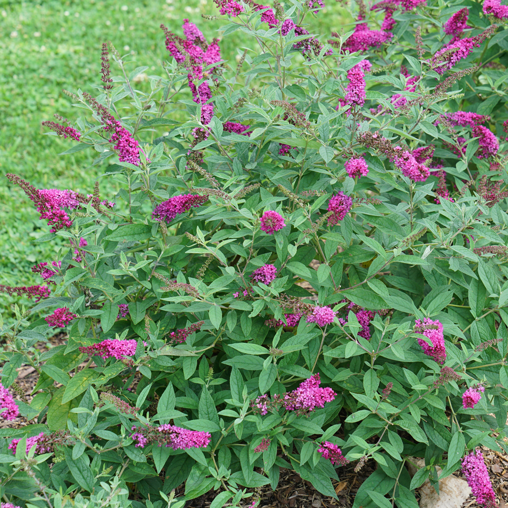 Buddleia Lo & Behold Ruby Chip™