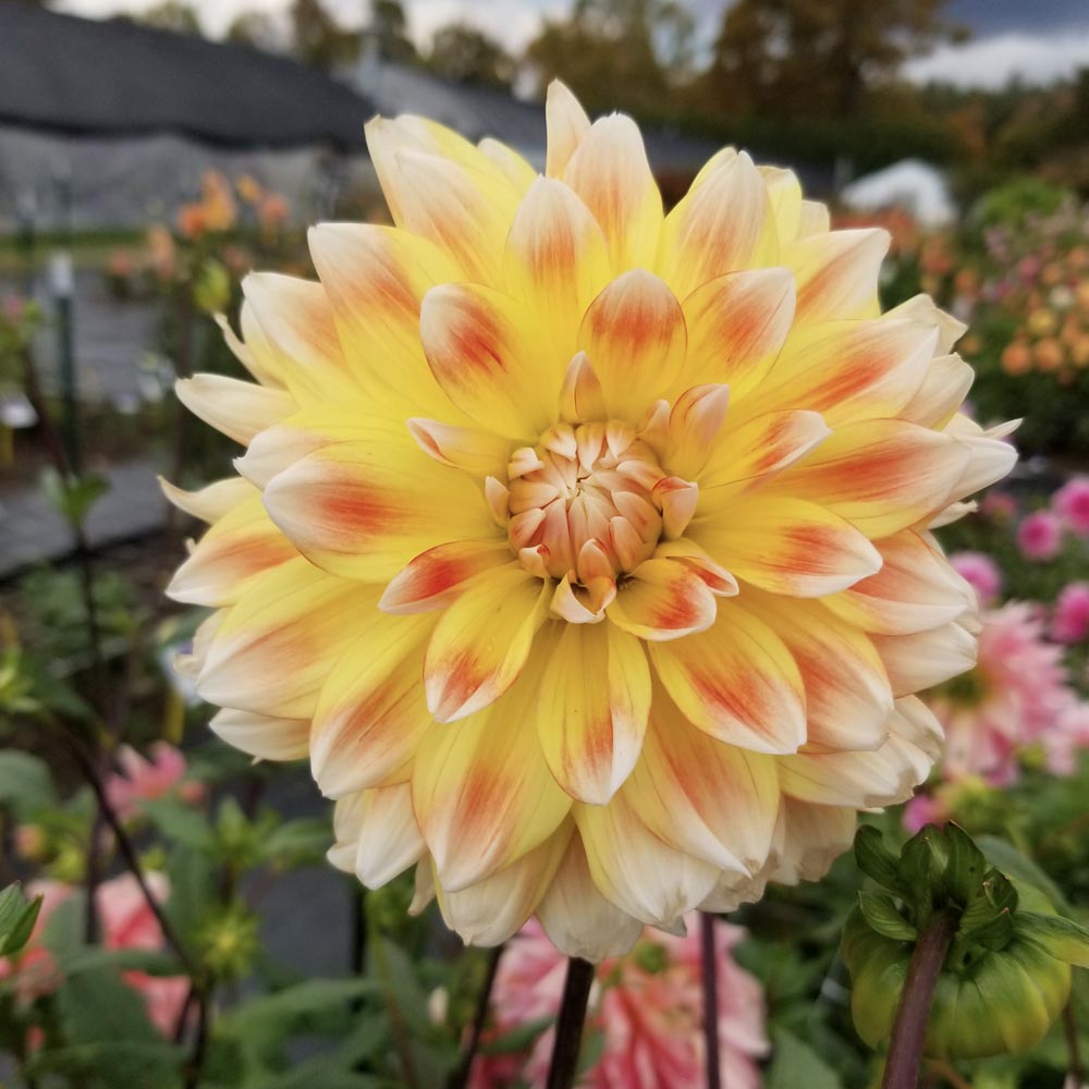 Dahlia 'Peaches and Cream'