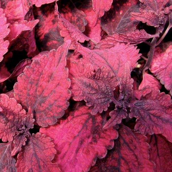 Five for the Shade Annual Collection 5 plants White Flower Farm