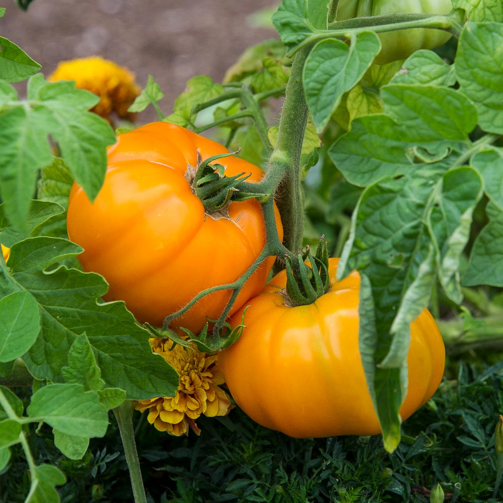 Tomato 'Tangerine'