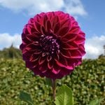  Dahlia 'Diva'