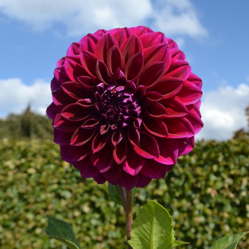 Dahlia 'Diva'