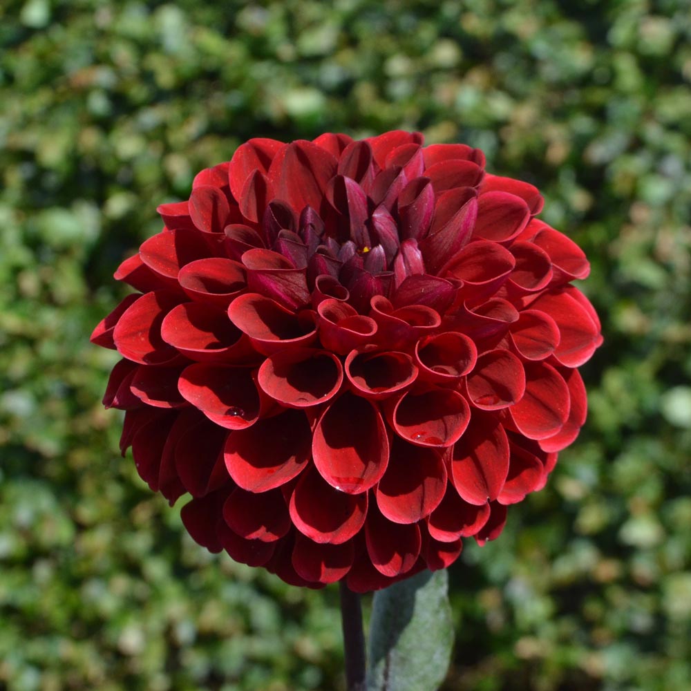 Dahlia 'Maroon Fox'