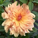  Dahlia 'Big Brother'