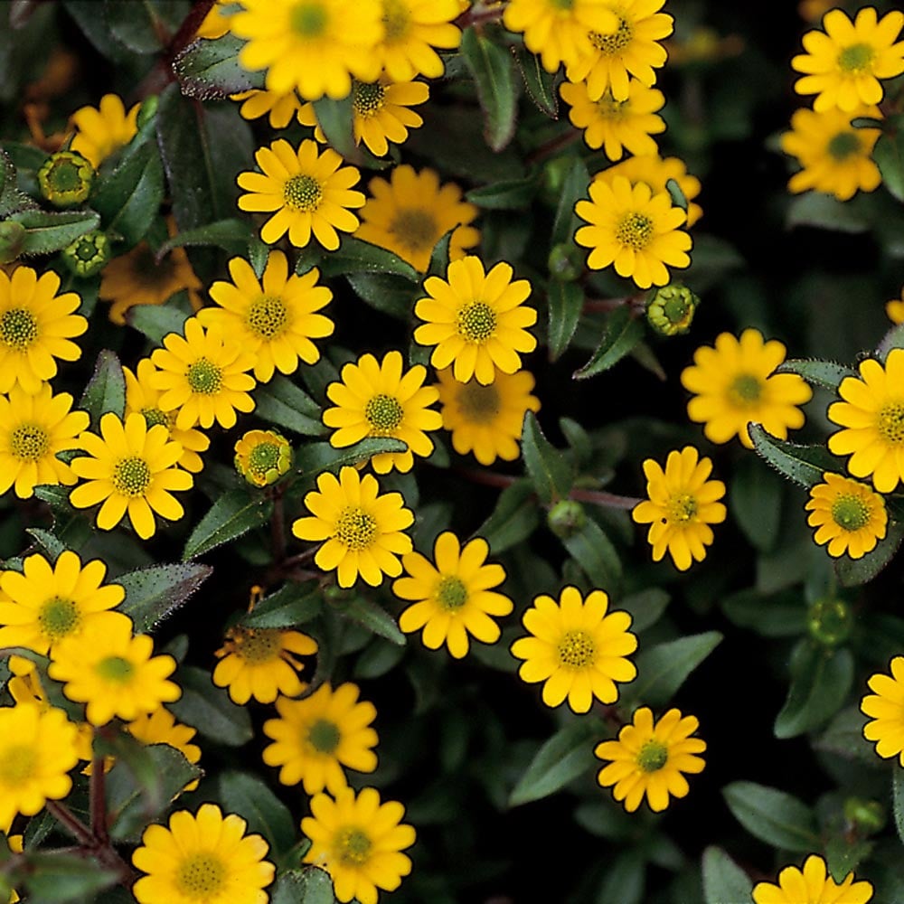 Sanvitalia procumbens Sunbini®