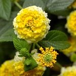  Lantana camara Bandana® Lemon Zest