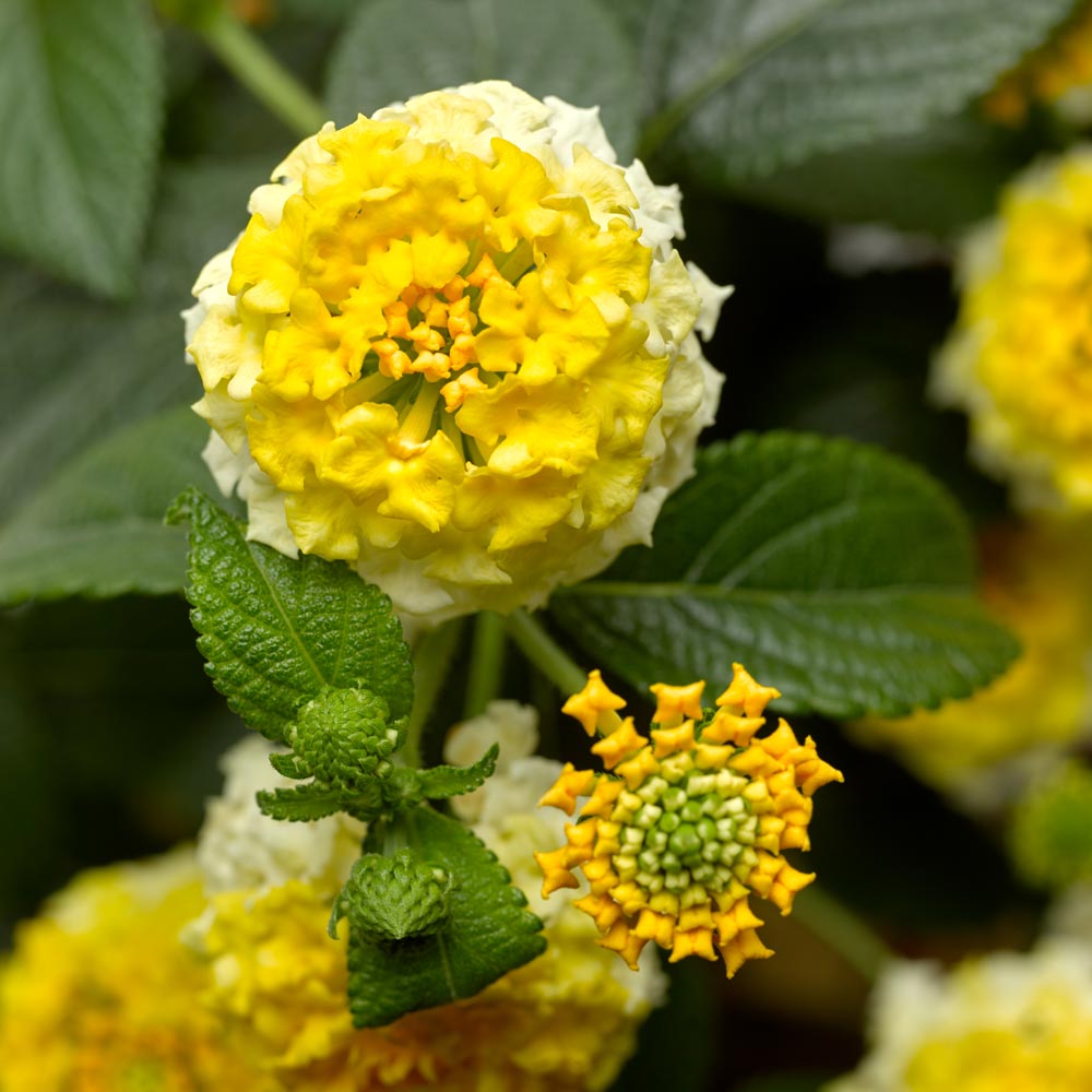 Lantana camara Bandana® Lemon Zest