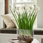 Paperwhite Kit with Windowsill Vase