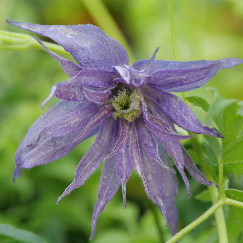 Clematis Sparky® Blue