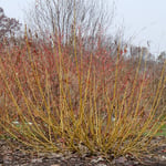  Cornus stolonifera Arctic Fire® Yellow