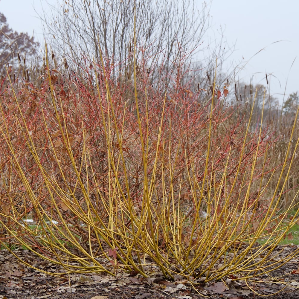 Cornus stolonifera Arctic Fire® Yellow