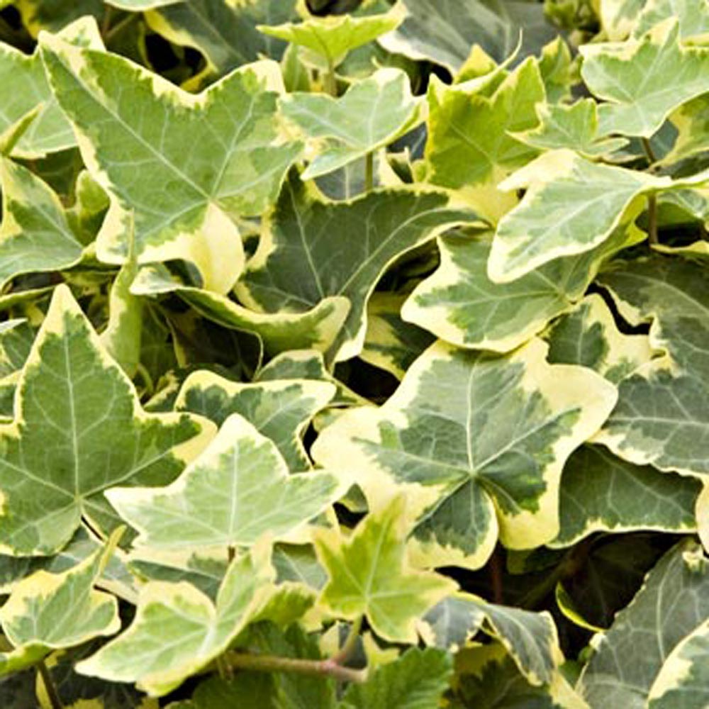 Hedera helix 'Gold Child'