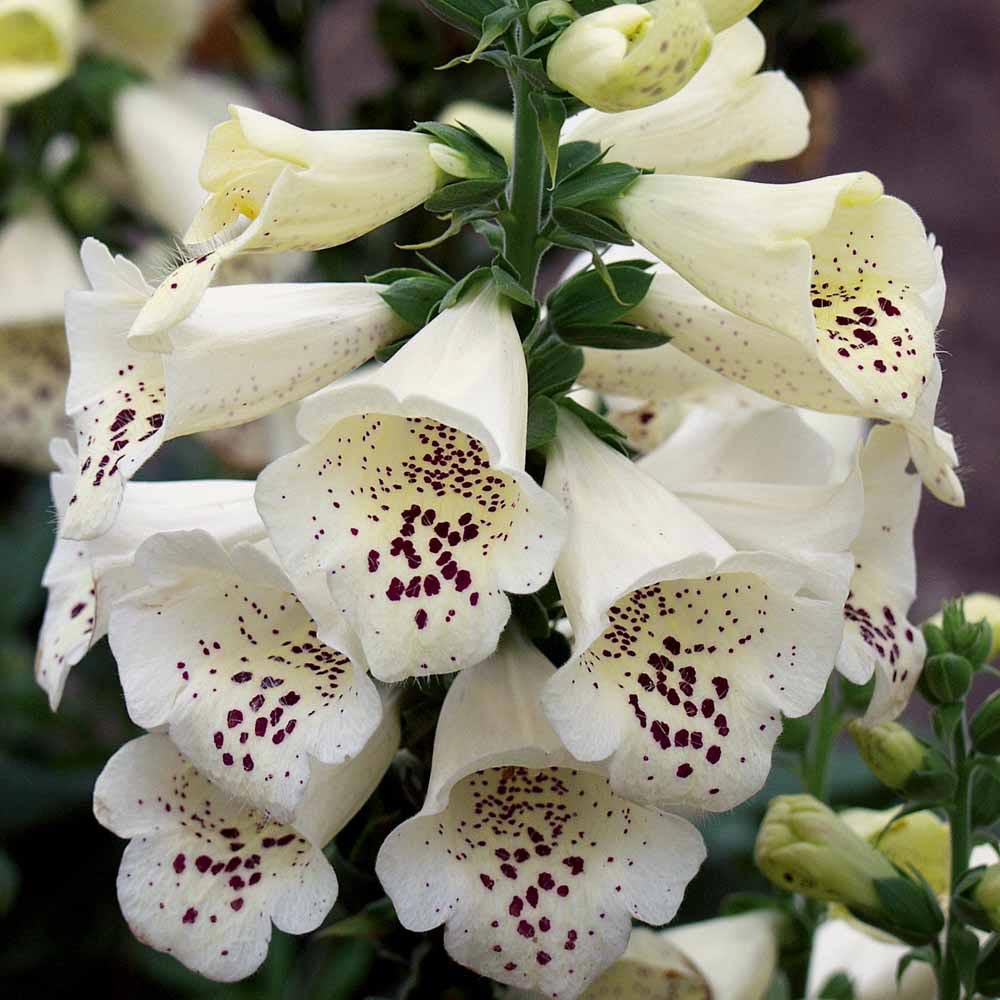 Digitalis purpurea 'Candy Mountain White'