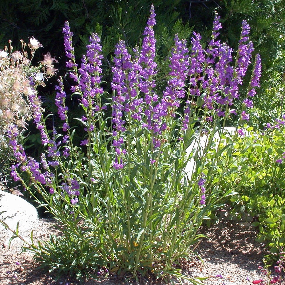 Penstemon strictus