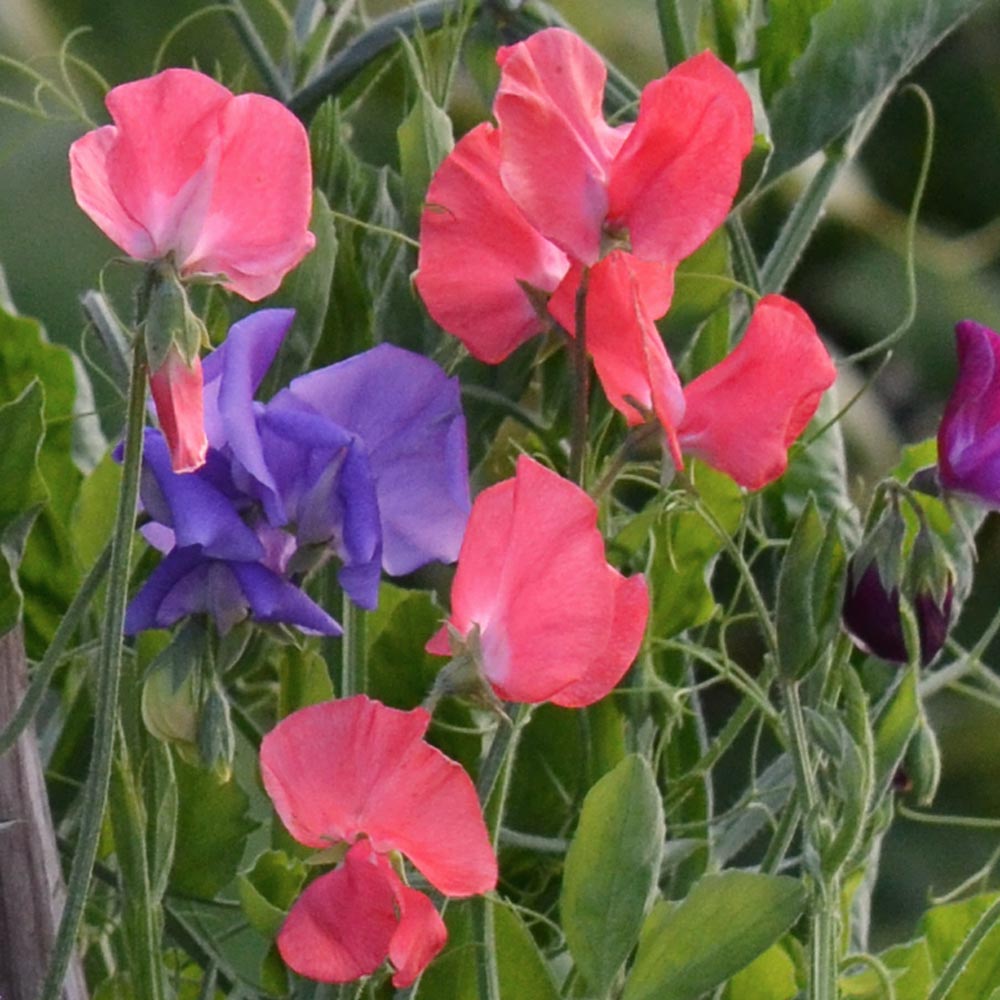 Sweet Pea 'Florencecourt' (Lathyrus odoratus)