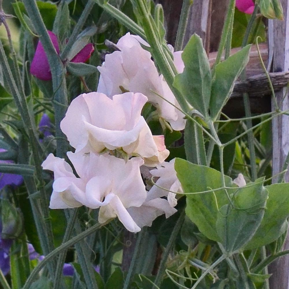 Sweet Pea 'Piggy Sue' (Lathyrus odoratus)