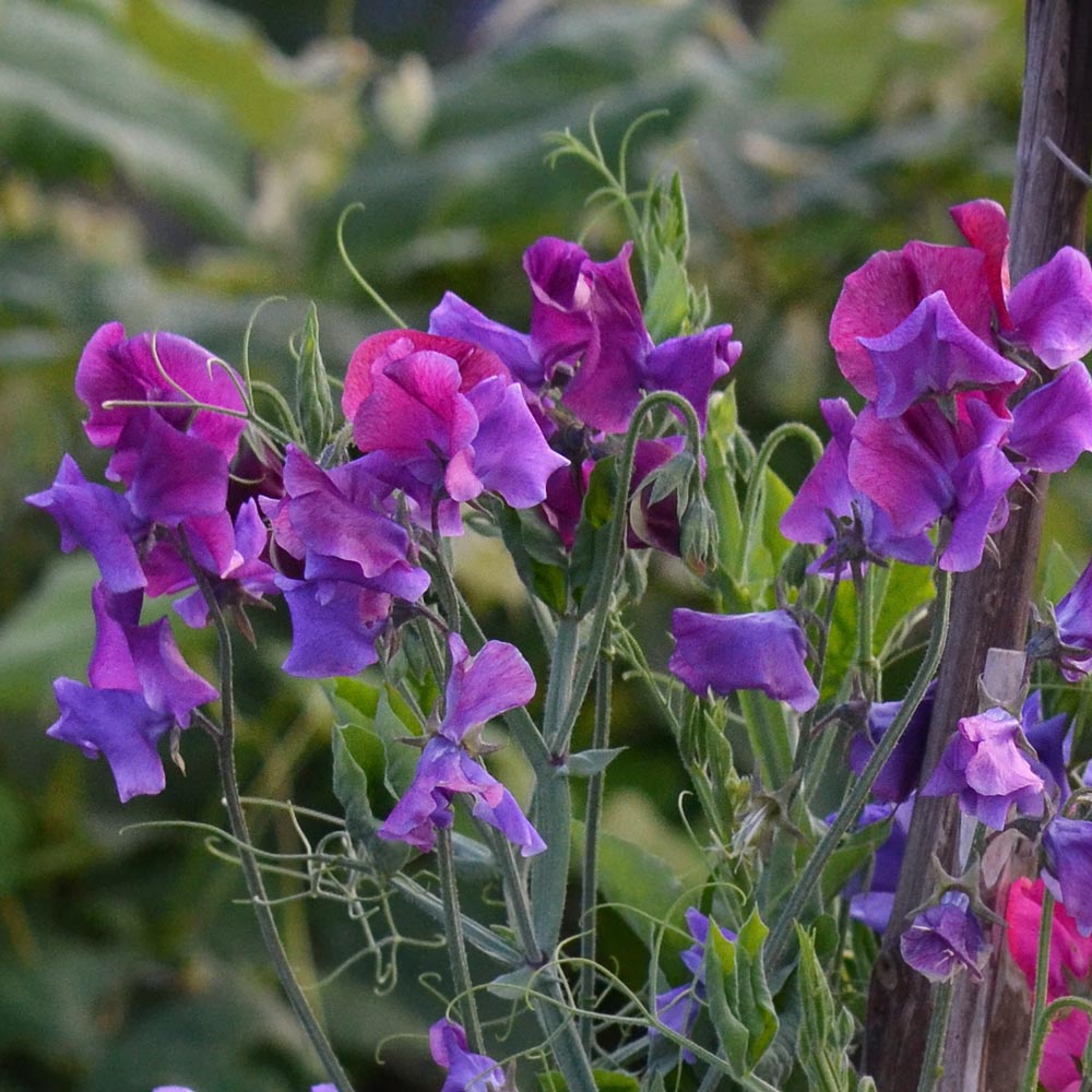 Sweet Pea 'Richard & Judy' (Lathyrus odoratus)