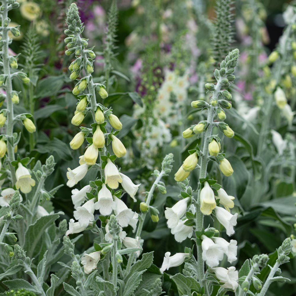 Digitalis purpurea 'Silver Fox'