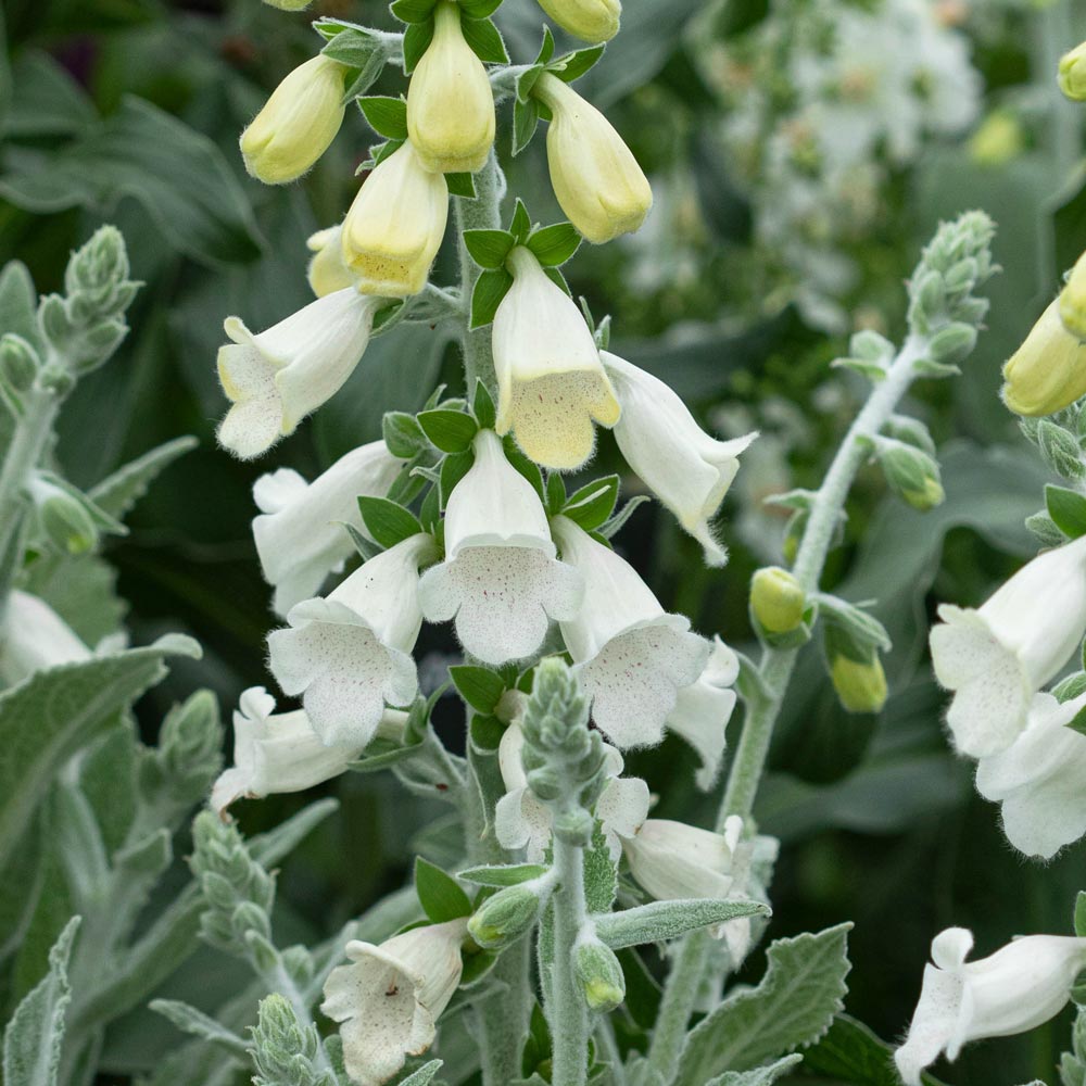 Digitalis purpurea 'Silver Fox' White Flower Farm