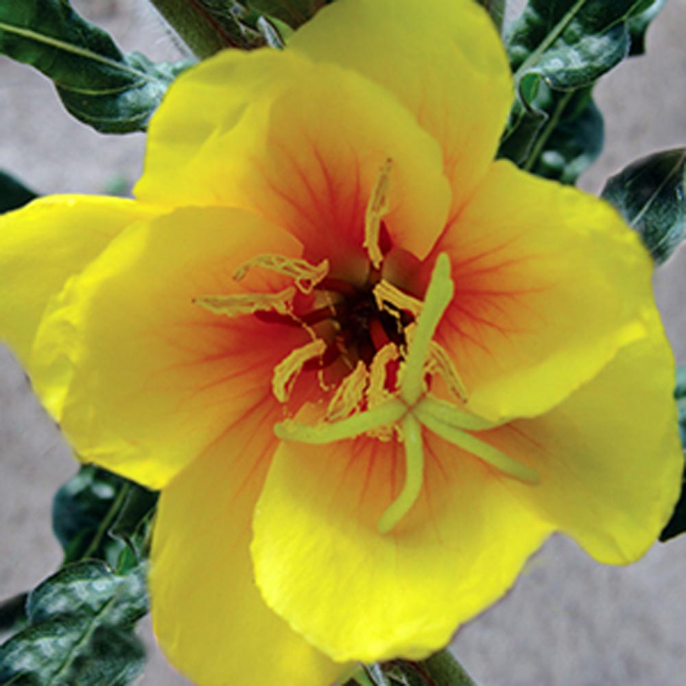 Oenothera versicolor 'Sunset Boulevard'